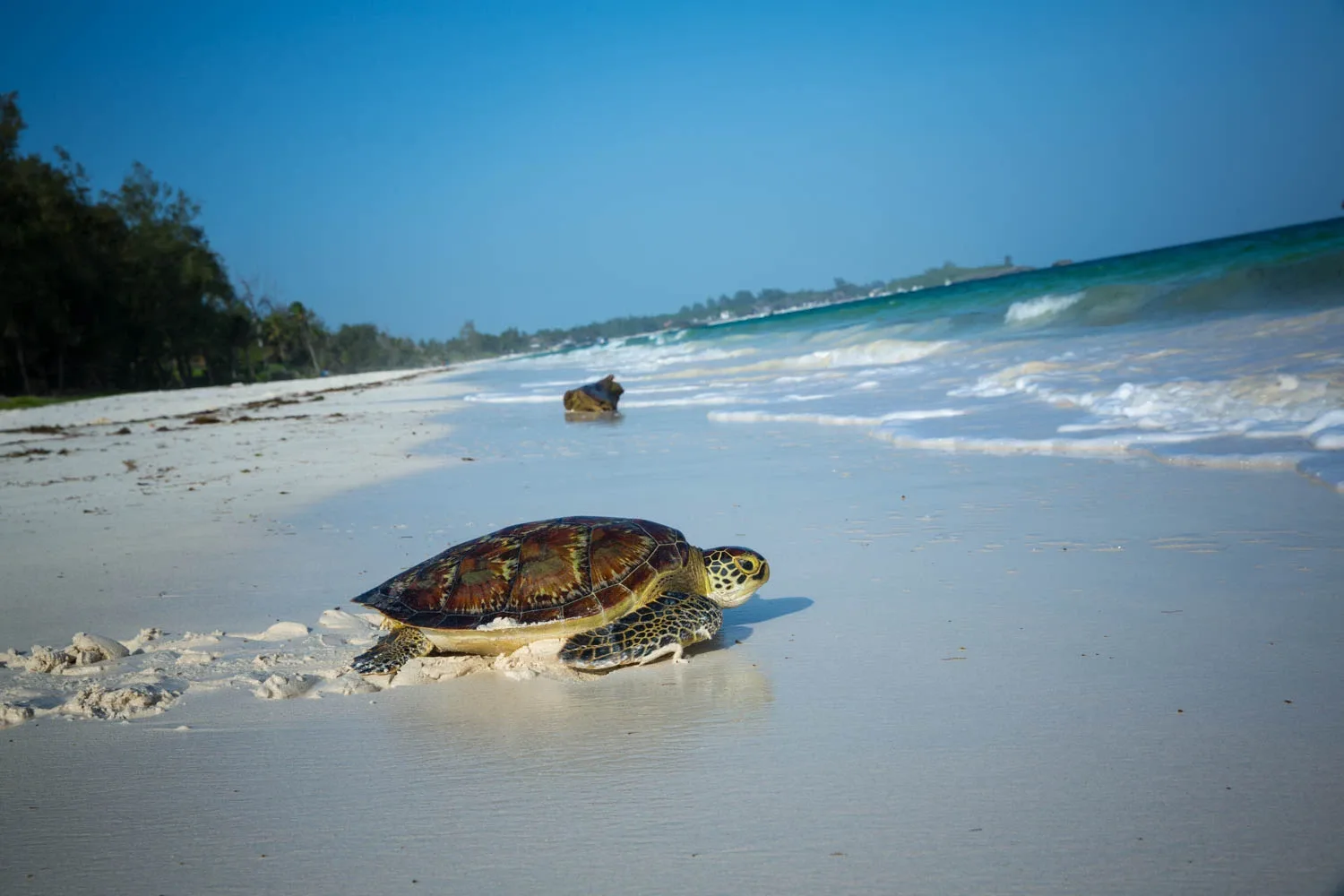Green sea turtle on white sandy beach heading toward turquoise waves
