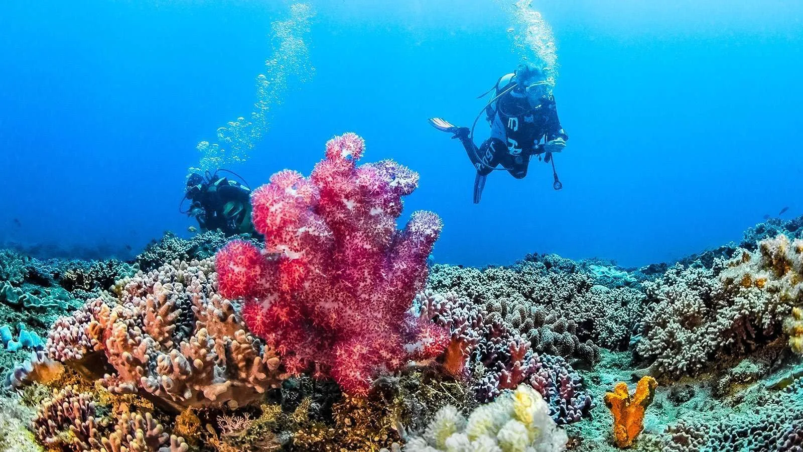 Scuba divers explore a vibrant coral reef with colorful marine life